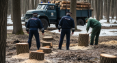 Ущерб на 6,7 млн рублей: в Приморье поймали «черных лесорубов»