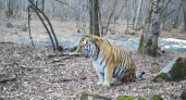 Упитанный тигр из Лазовского заповедника удивил фотографов после охоты