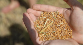 Фермеры Приморья могут получить 2000 рублей за тонну проданного зерна