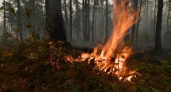 В Приморье за сутки потушили девять из десяти пожаров на площади более 1100 гектаров
