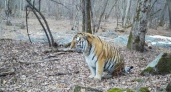 Жители Приморья просят Путина защитить их от краснокнижных тигров