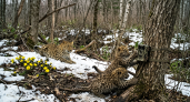 Котята дальневосточного леопарда попали в объектив фотоловушки Горшкова