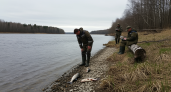 Прокуратура проверяет гибель рыбы в реке Раздольной после видео из соцсетей