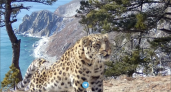 Леопард, спасённый котёнком, попал в объектив на берегу моря в Приморье