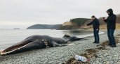 Горбатый кит выбросился на берег бухты Мусатова в Находке