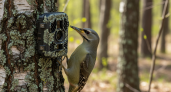 Седой дятел атаковал фотоловушку заповедника — и попался по ориентировке