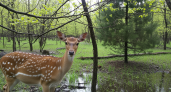 Пятнистый олень заглянул в фотоловушку и съел всё лишнее в нацпарке