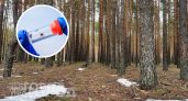 Больше никаких укусов: достаточно нанести пару капель этого состава на одежду перед походом в лес
