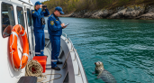 Дикая нерпа примкнула к антибраконьерскому рейду в заповеднике Приморья