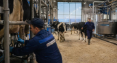 «ГринАгро» построит молочно-мясной комплекс на 5,6 тысячи коров в Приморье