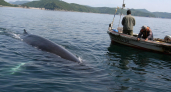 Кит Минке замечен у берегов Владивостока: учёные объяснили визит