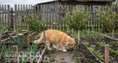 Забыла про копающихся в грядках котов: просто рассыпала эту специю по участку и навсегда отвадила вредителей