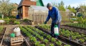 Добавьте это в воду для полива клубники в апреле: ягоды станут размером с яблоко и нальются сахарным соком