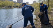 Красноухие черепахи погибли в озере Владивостока после аварии на сетях