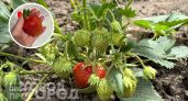 Добавьте этот компонент в весенний полив клубники: ягоды вырастут размером с ладонь и станут приторно сладкими