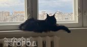 Забудьте о частых визитах к ветеринару: вот 3 породы кошек с крепким иммунитетом, которые живут до 20 лет