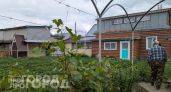 Китайцы выстроились в очередь у моего огорода за бесполезным сорняком: почему они ценят его на вес золота