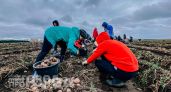 Забудьте про майские праздники: агрономы назвали лучшие дни для посадки картофеля ради рекордного урожая