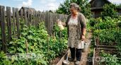 Перестала мучиться со шпалерами и теплицей: как я собираю огурцы ведрами при минимуме затрат сил и времени