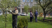 Около 160 плодовых деревьев у библиотеки ДВФУ планируют заменить туей