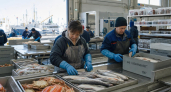 Экспорт рыбы из Приморья и Сахалина за неделю вырос в 1,5 раза — до 37,5 тыс. т