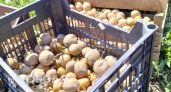 Ваш огород под прицелом: готовьтесь платить штрафы за выращивание картошки по новым правилам контроля