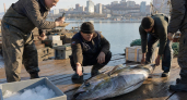 Рыбаки во Владивостоке поймали тунцов весом более 200 килограммов