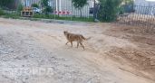 Собака насмерть загрызла ребенка в Приморском крае