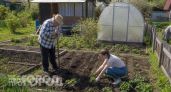Математика советского огорода: почему власти строго ограничивали личные владения граждан шестью сотками