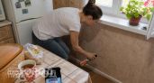 Муравьи разбегаются из дома за считанные минуты: просто пропитайте ватку этим средством из вашей аптечки
