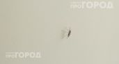 Выкиньте дорогую химию в мусор: простая смесь из трех ингредиентов защитит от комаров на всю ночь