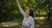 Забудьте о червивых яблоках навсегда: просто закрепите это на ветках в июне и наслаждайтесь чистым урожаем