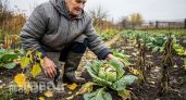 Испанские слизни съедают весь урожай на корню: одно копеечное средство из аптеки избавит сад от вредителей