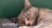 Раскрыт секрет кошачьей привязанности: почему ваш питомец игнорирует других и выбирает именно вас