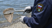 Рыбаки Владивостока ловят по три ядовитых фугу в день