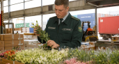 В Приморье запретили ввоз 35,5 тысячи зараженных цветов из Китая
