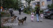 Стая собак напала на маленьких девочек во Владивостоке