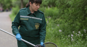 Во Владивостоке из разных районов сообщают о массовой гибели голубей