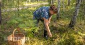 Где в Приморье собирают полные ведра белых грибов