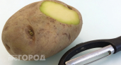 Зеленый картофель на кухне: рассказываю почему лучше сразу отправить его в мусорное ведро чтобы не рисковать