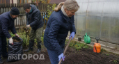 Фитофтора выживает в теплице до весны: один простой прием после сбора урожая избавит вас от лишних хлопот