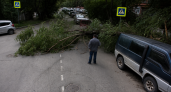 Во Владивостоке дерево из за сильного ветра перекрыло полосу у Первой Речки