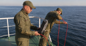 СК и ФСБ провели рейд в акватории Приморья по делу о браконьерстве