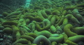 У островов Верховского дно усыпано мёртвыми морскими обитателями после красного прилива