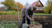 Забыл про лопату и химию: по этой методике 1976 года собираю по 4 кг картофеля с каждого куста на участке
