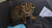 В Приморье спасают котёнка дальневосточного лесного кота из редкого позднего выводка