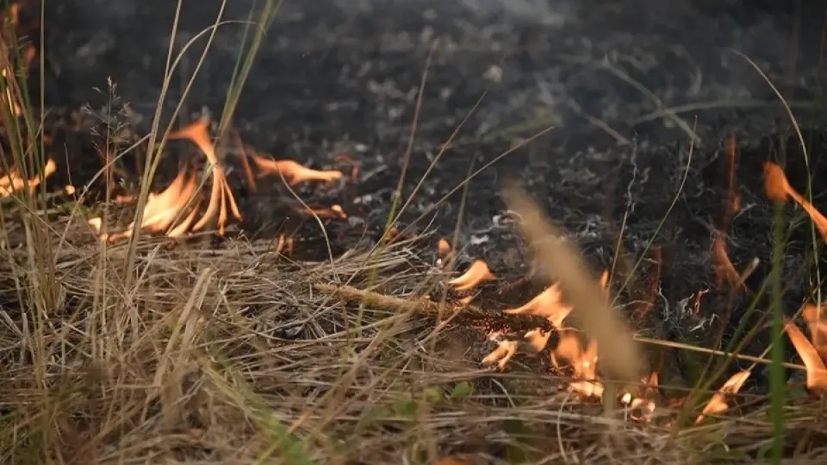 185 гектаров горят в Приморье из-за человеческого фактора