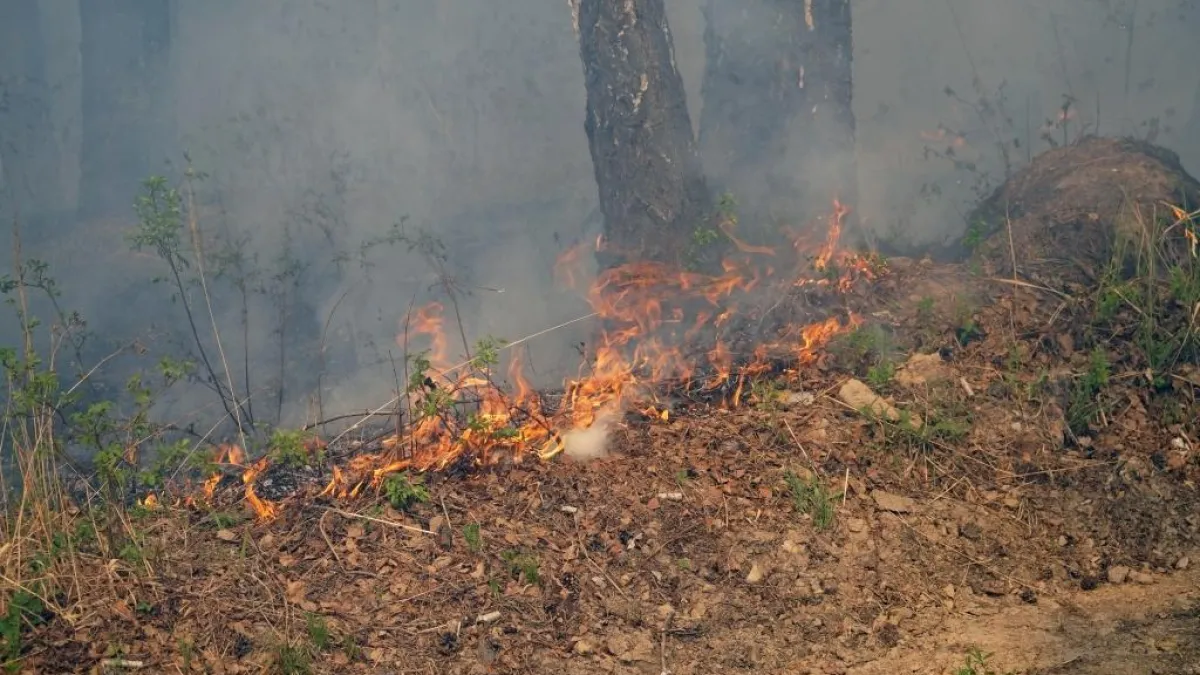 Во Владивостоке штрафуют на 60 тысяч за костры и мусор