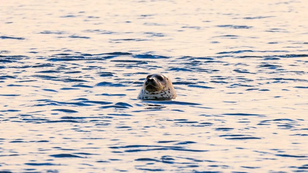 Гололедица и сильный ветер: Приморье встретит весну по-зимнему
