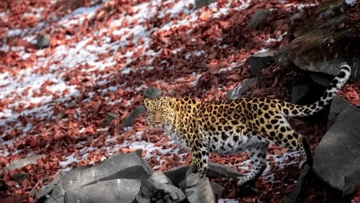 Дальневосточный леопард и амурский тигр «встречают» пассажиров во Владивостоке